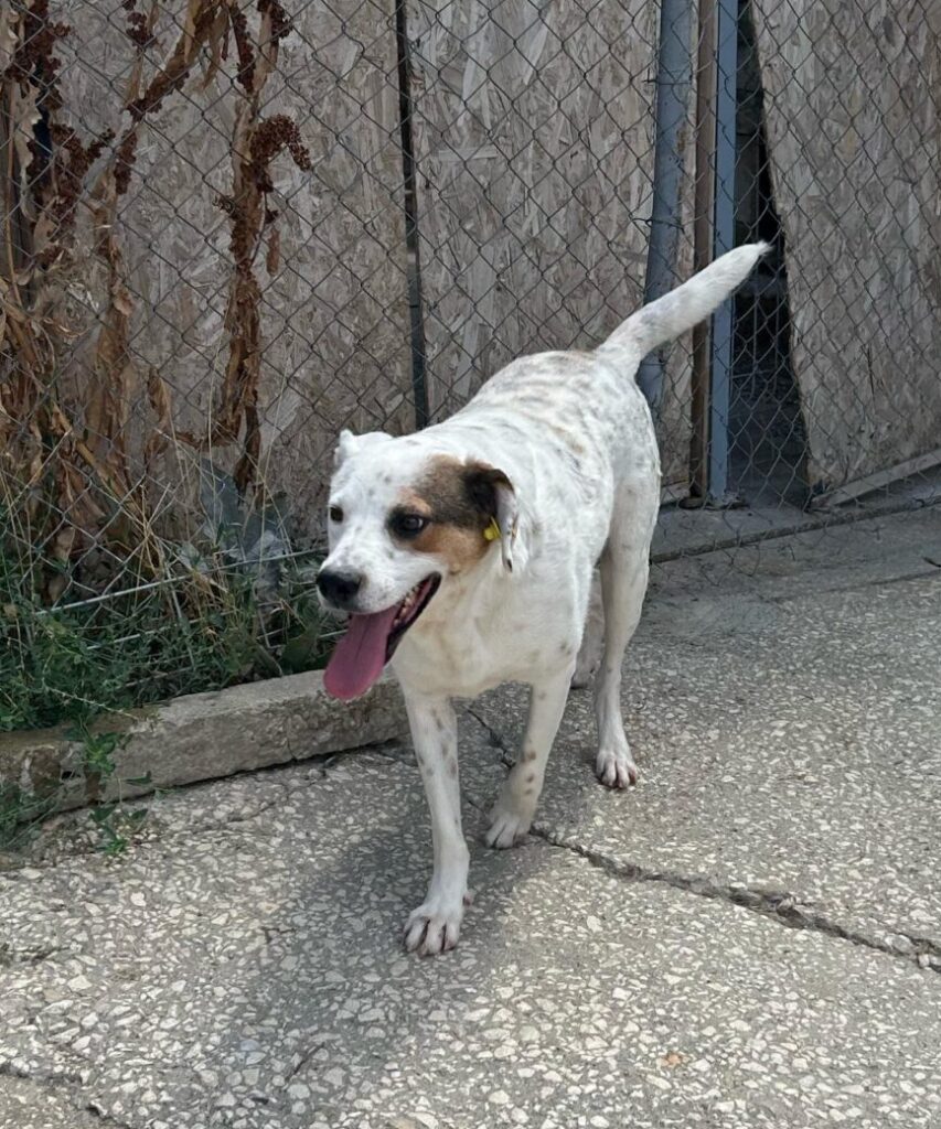 Hund Pansy sucht ein Zuhause