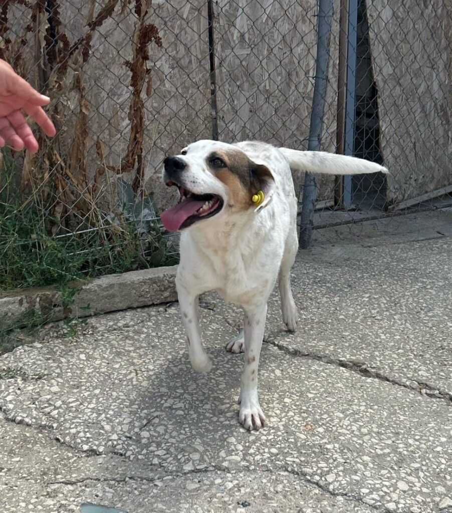 Hund Pansy sucht ein Zuhause