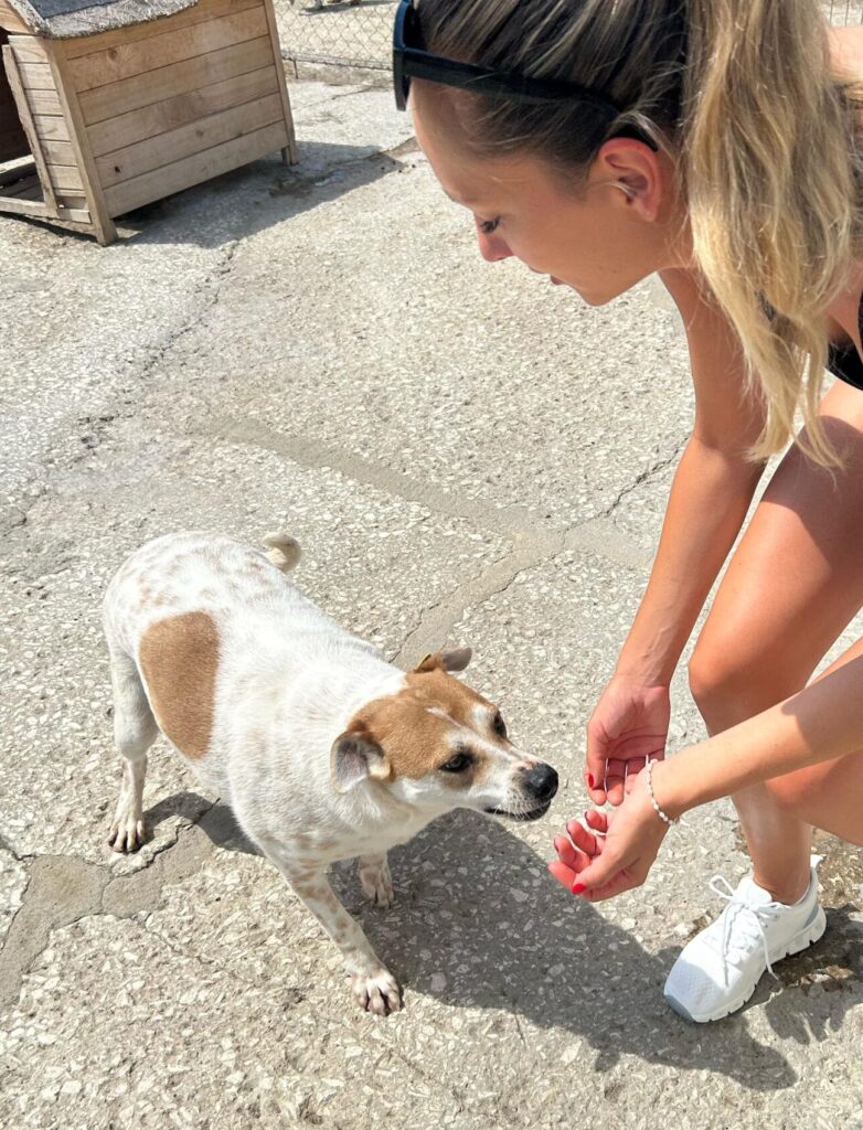 Rüde Garlic sucht ein Zuhause