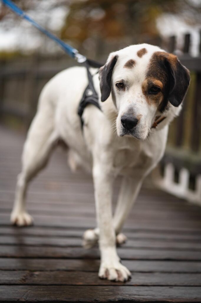 Rüde Bootsmann Adoption