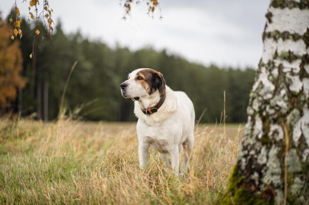 Schenke Bootsmann ein Zuhause