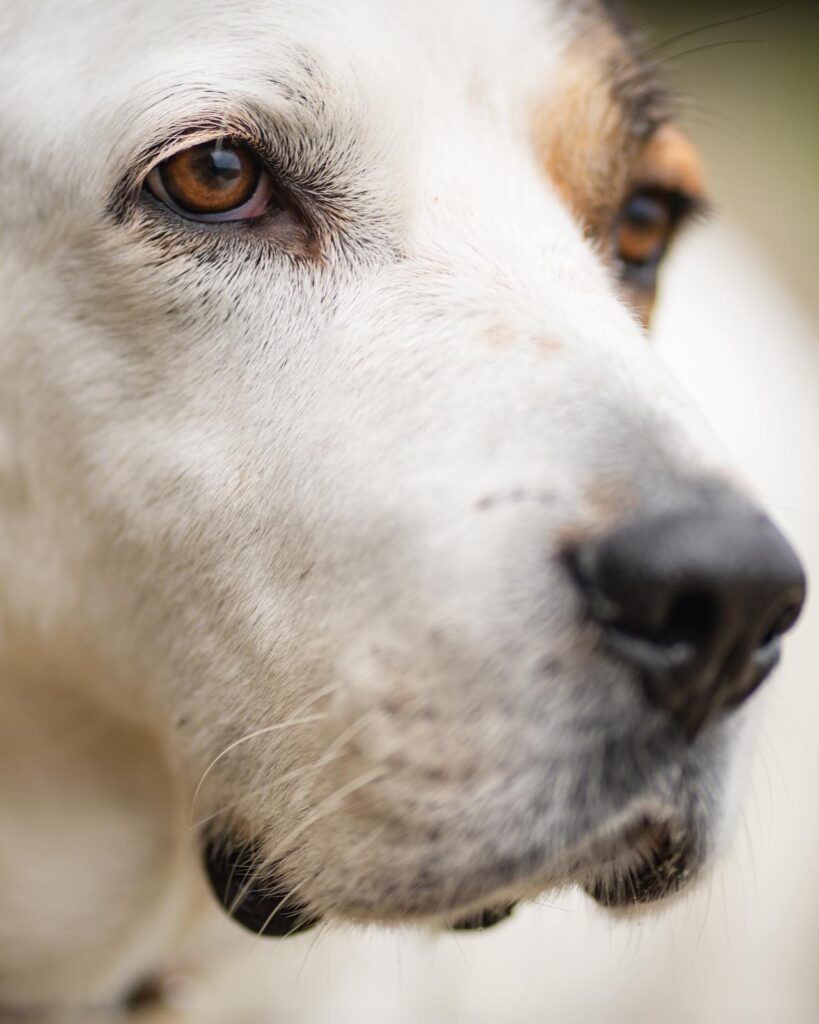 Schenke Rüde Bootsmann ein Zuhause