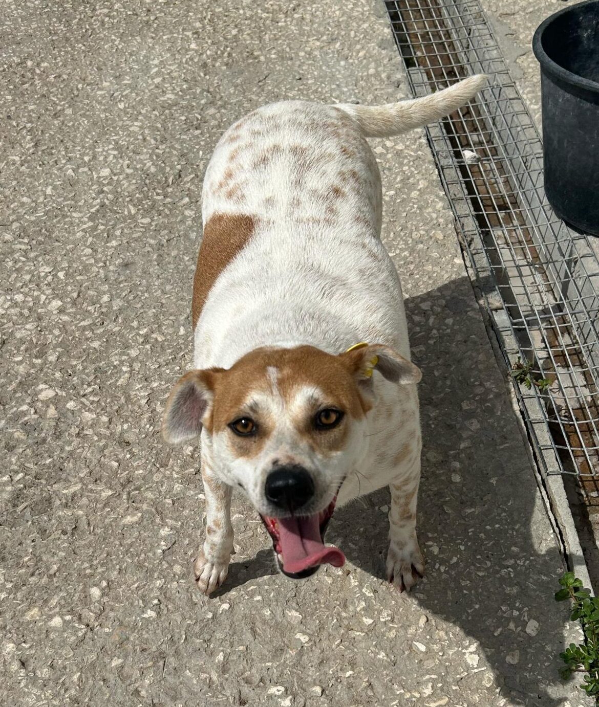 Rüde Garlic sucht ein Zuhause