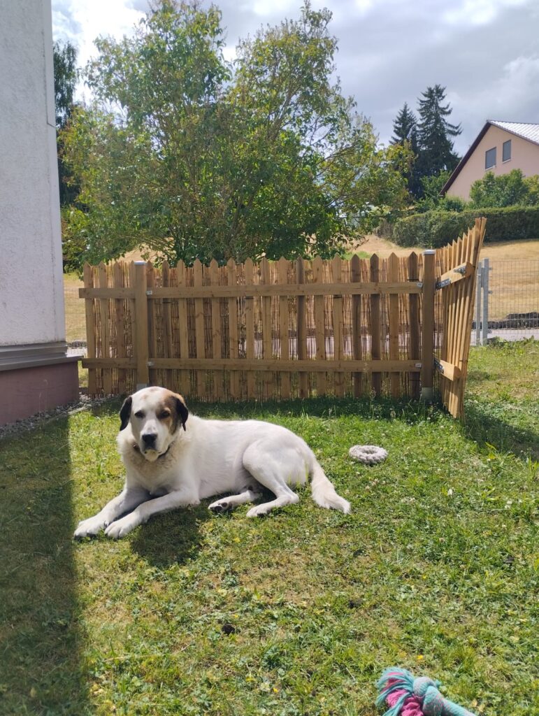 Hund Bootsmann (Herdenschutzhund auf Pflegestelle in Deutschland) adoptieren