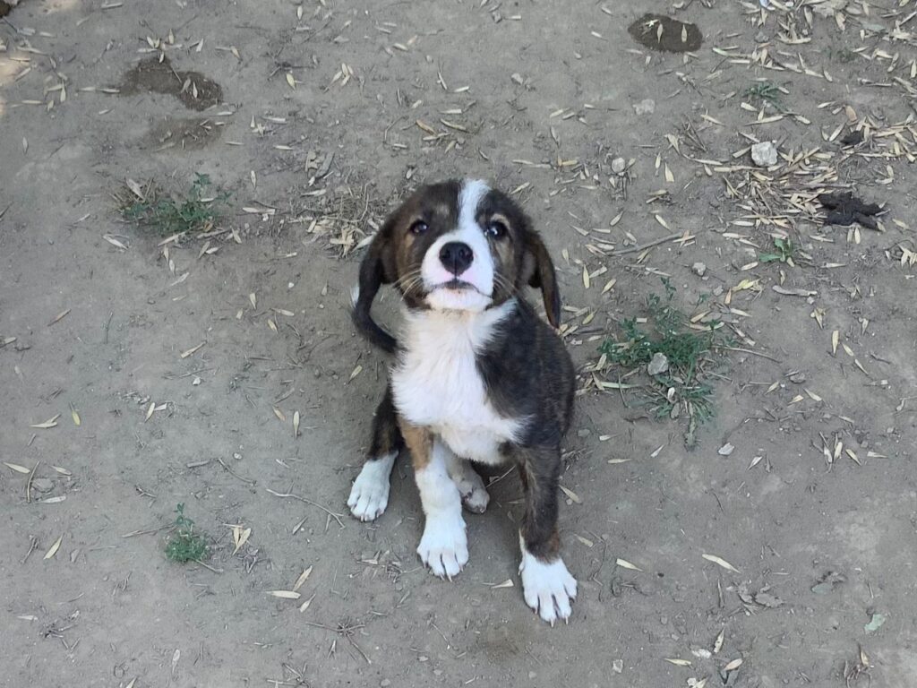 Adoptiere Rüde Juno