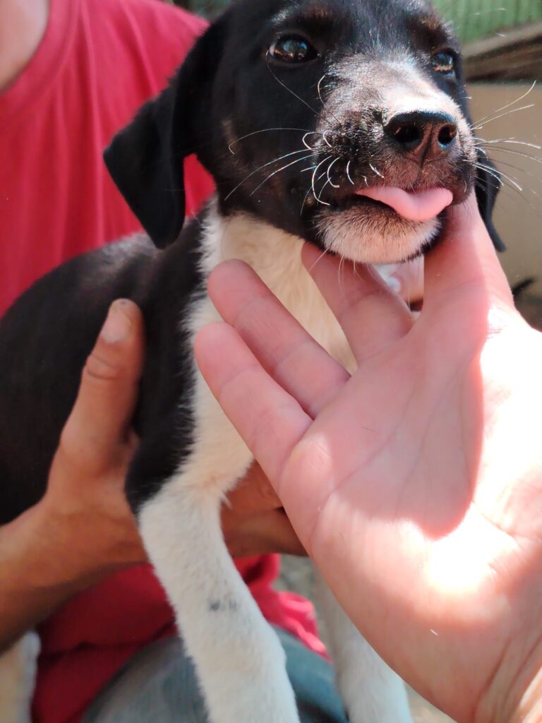Adoptiere Rüde Maggio