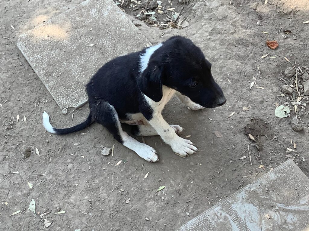 Adoptiere Rüde Maggio