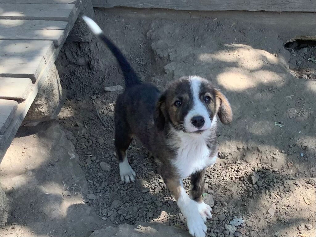 Adoptiere Rüde Juno