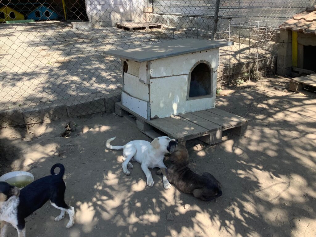 Adoptiere Mars