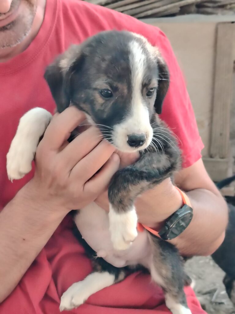 Adoptiere Rüde Juno