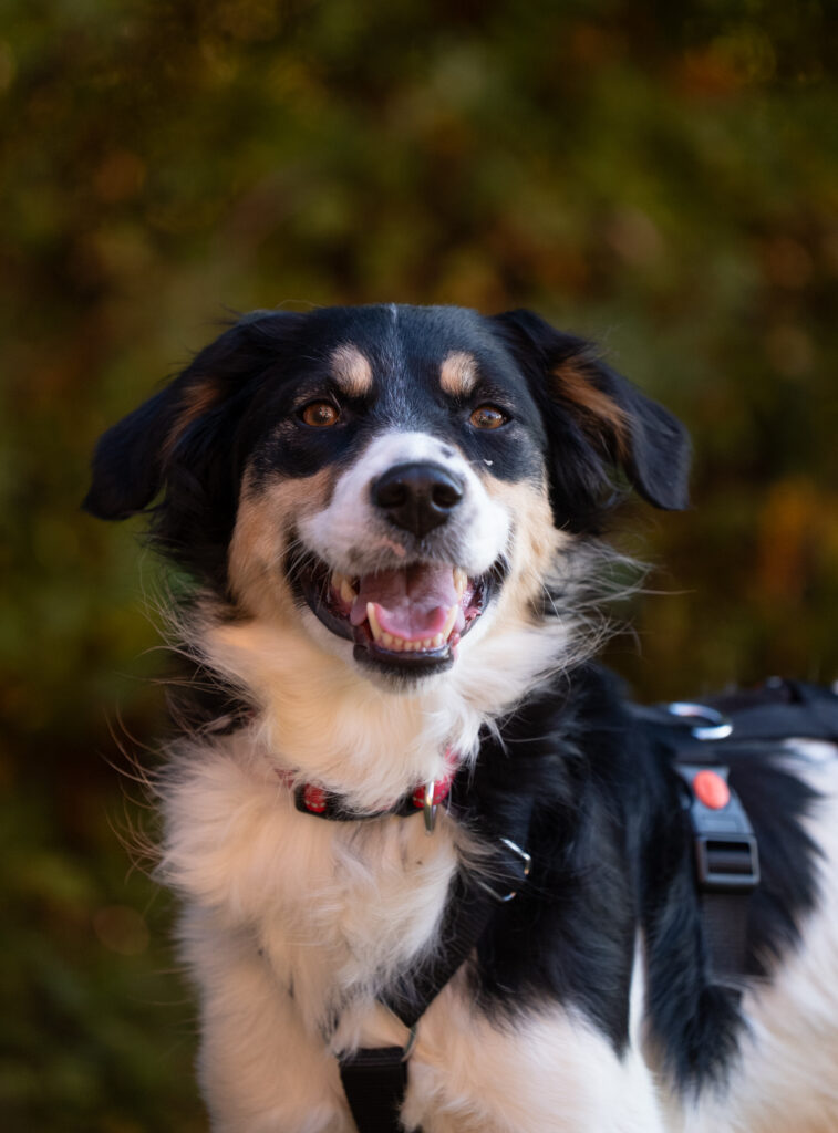Hündin Ramen sucht ein Zuhause