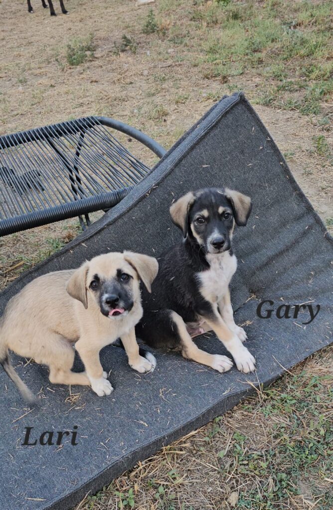 Lari und Gary: Die Welpen suchen ein Zuhause
