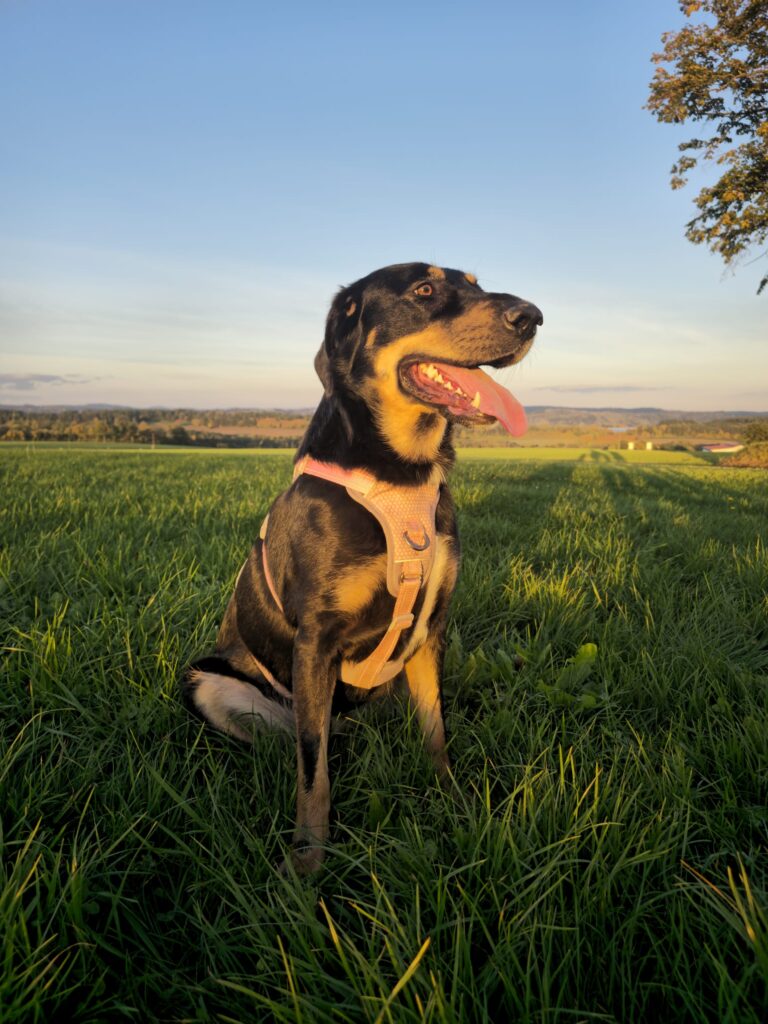 Hündin Hope adoptieren