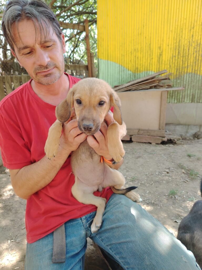 Adoptiere Hündin May