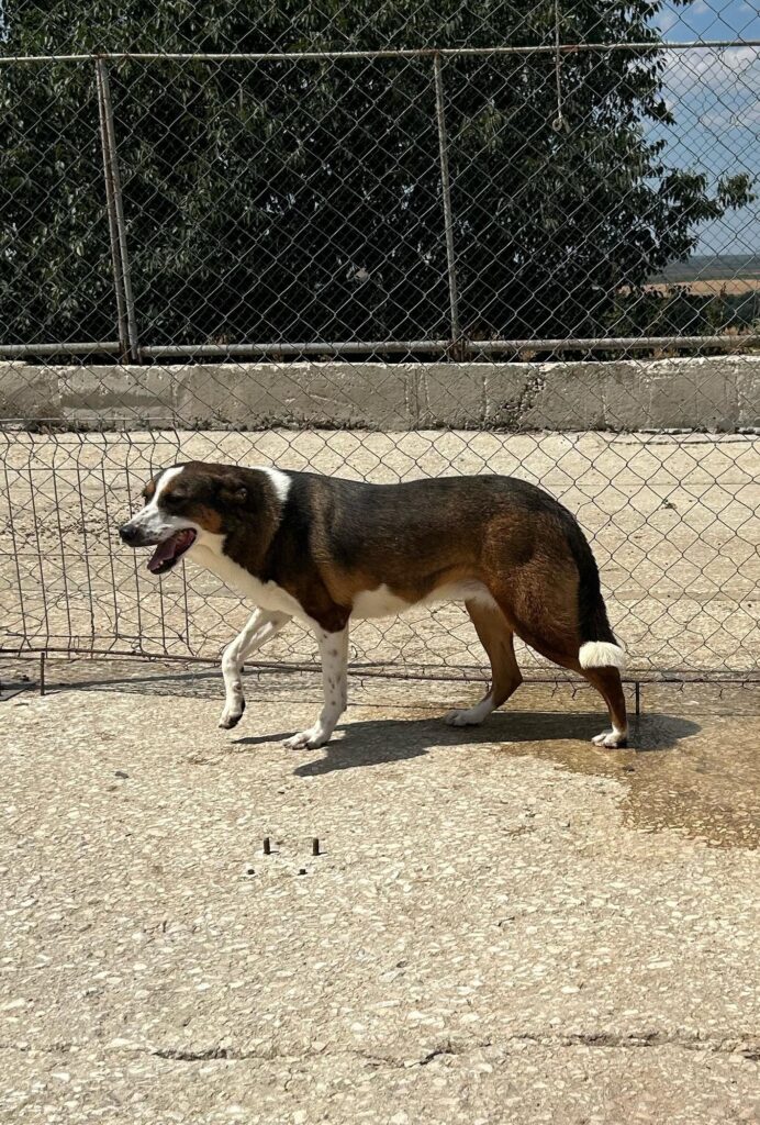 Daisy Hündin adoptieren