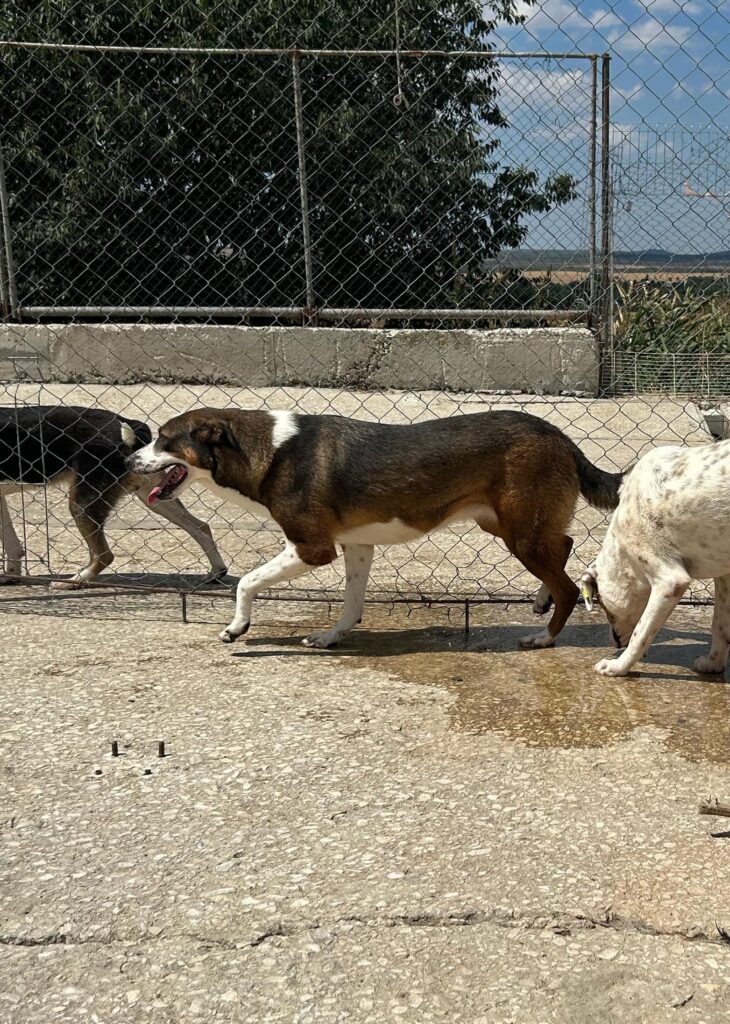 Daisy Hündin adoptieren