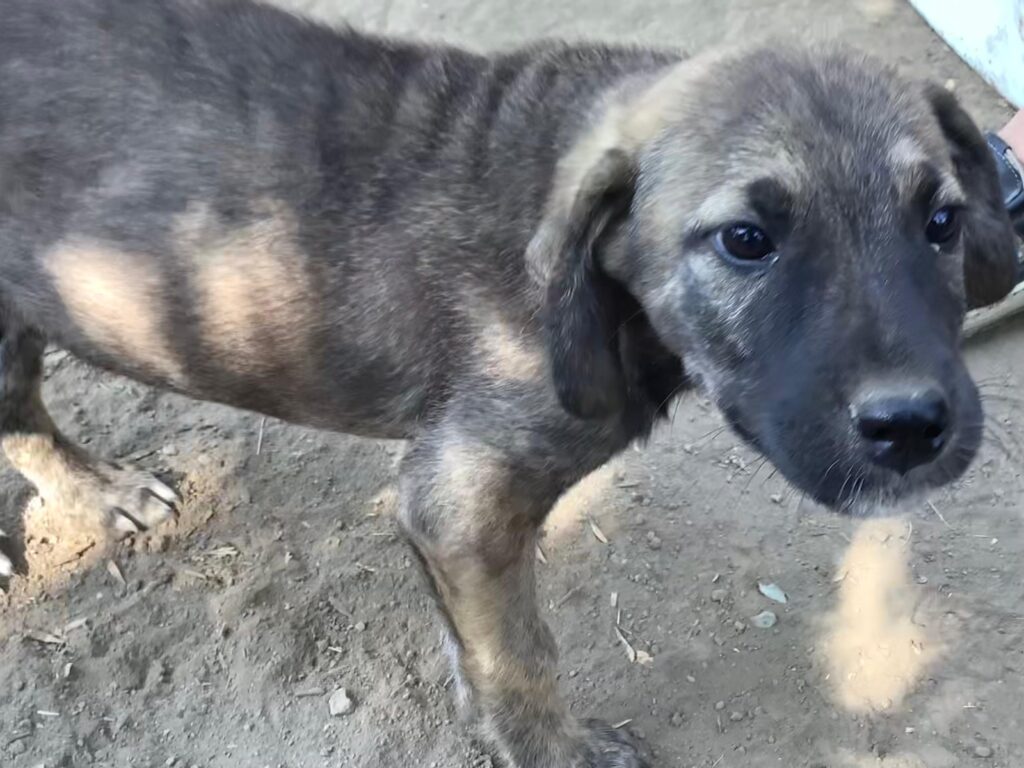 Welpe Bali adoptieren