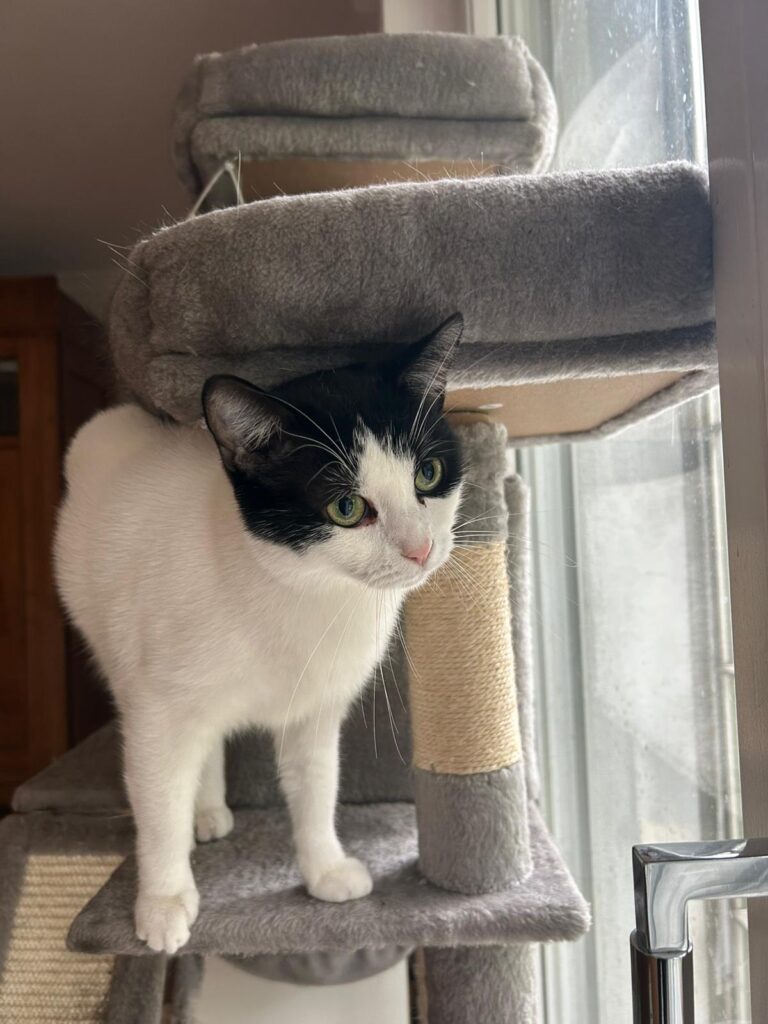 In Katze Muffin deine beste Freundin finden!