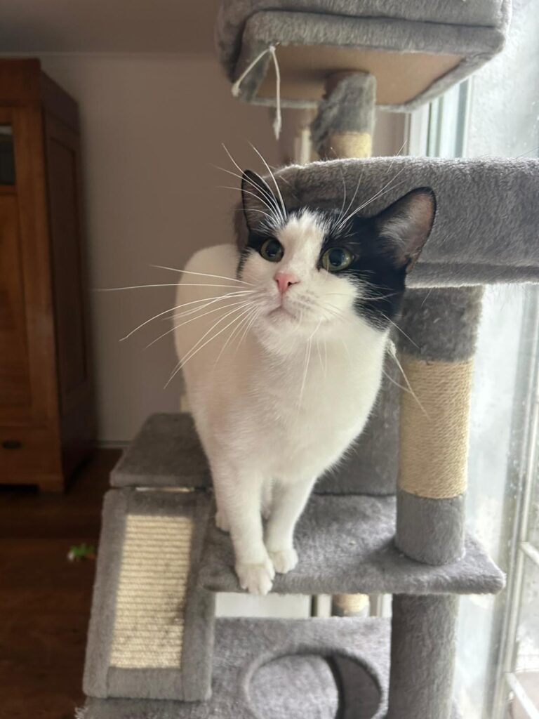 Katze Muffin sucht ein Zuhause.