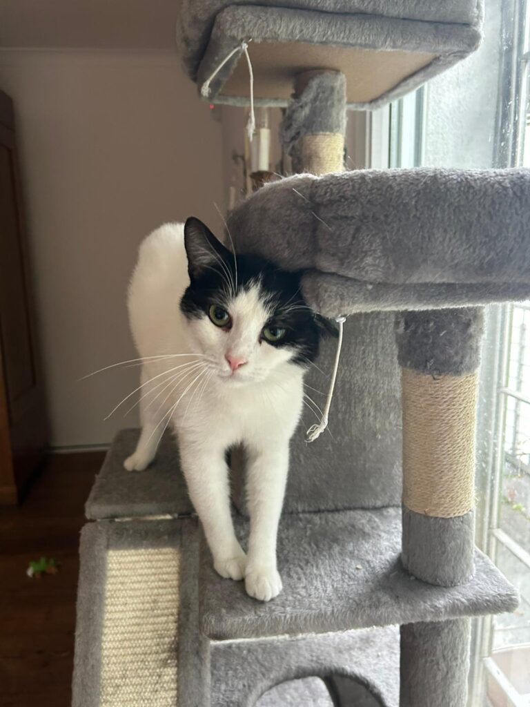 Katze Muffin sucht eine Familie!