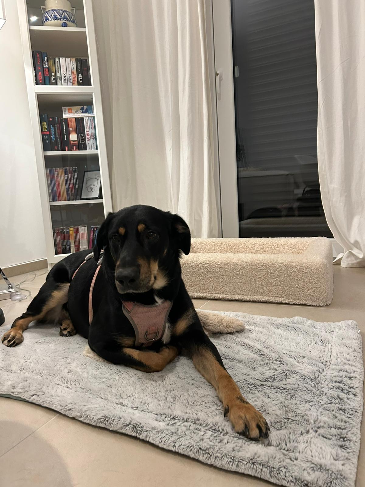 Jetzt Hündin Mali adoptieren