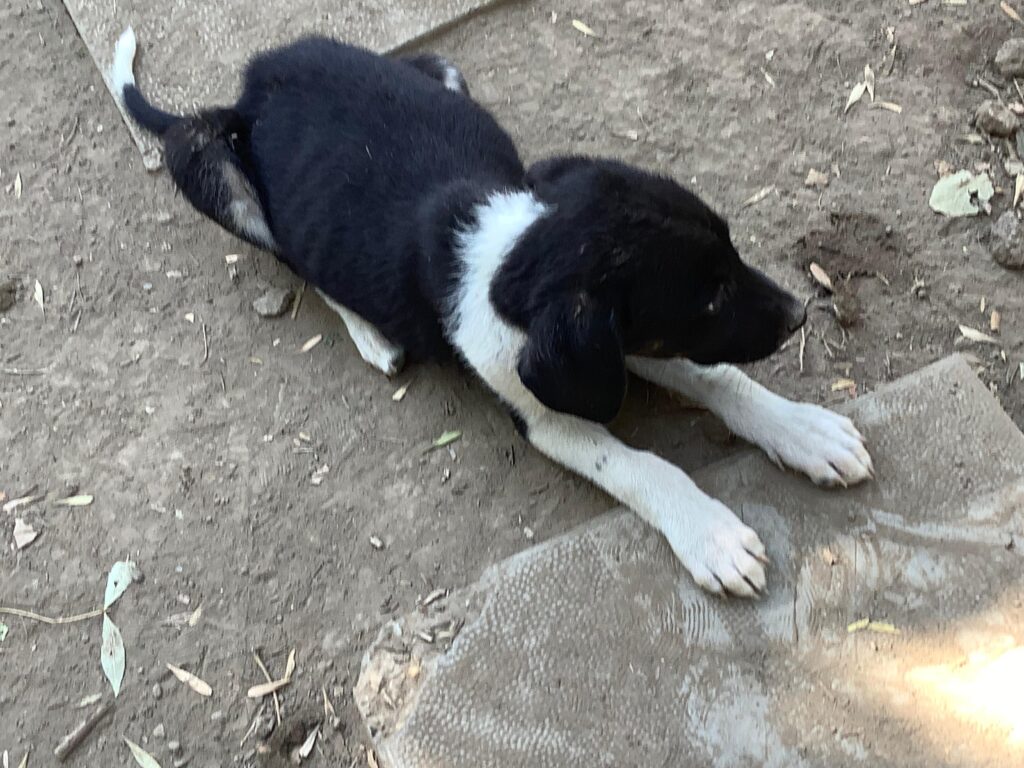 Adoptiere Rüde Maggio