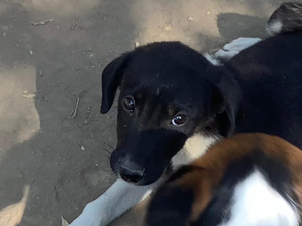 Adoptiere Rüde Maggio