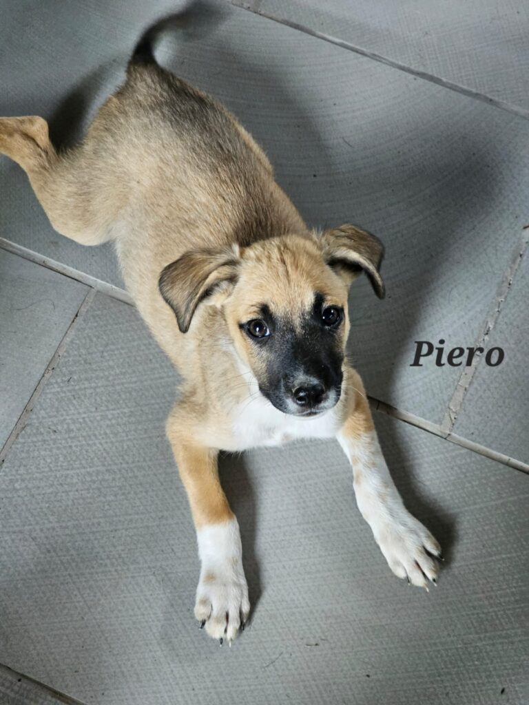 Piero ist welpentypisch verspielt