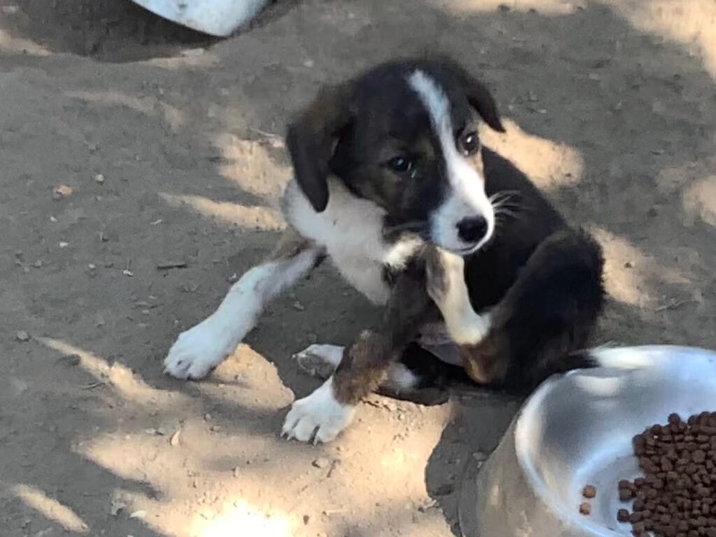 Adoptiere Rüde Juno