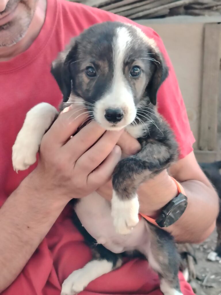Adoptiere Rüde Juno