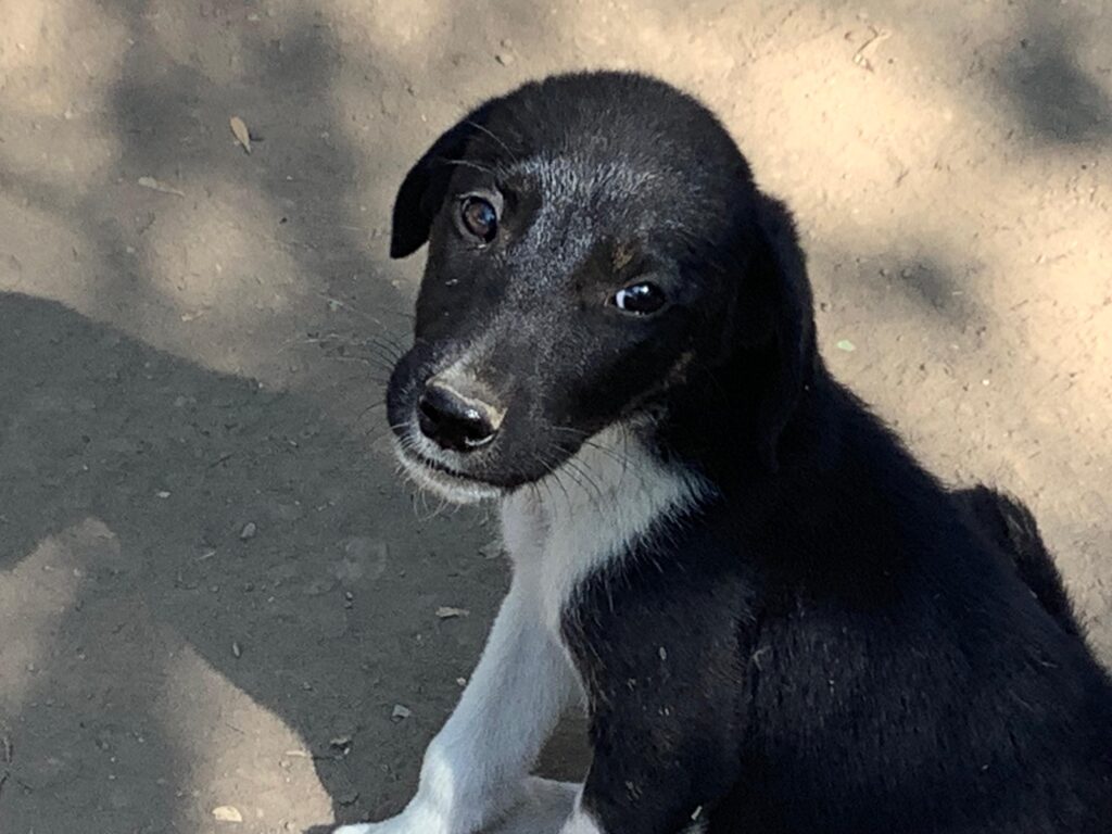 Adoptiere Rüde Maggio