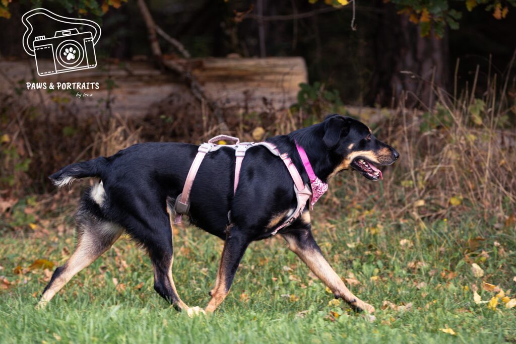 Schenke Hope ein Zuhause