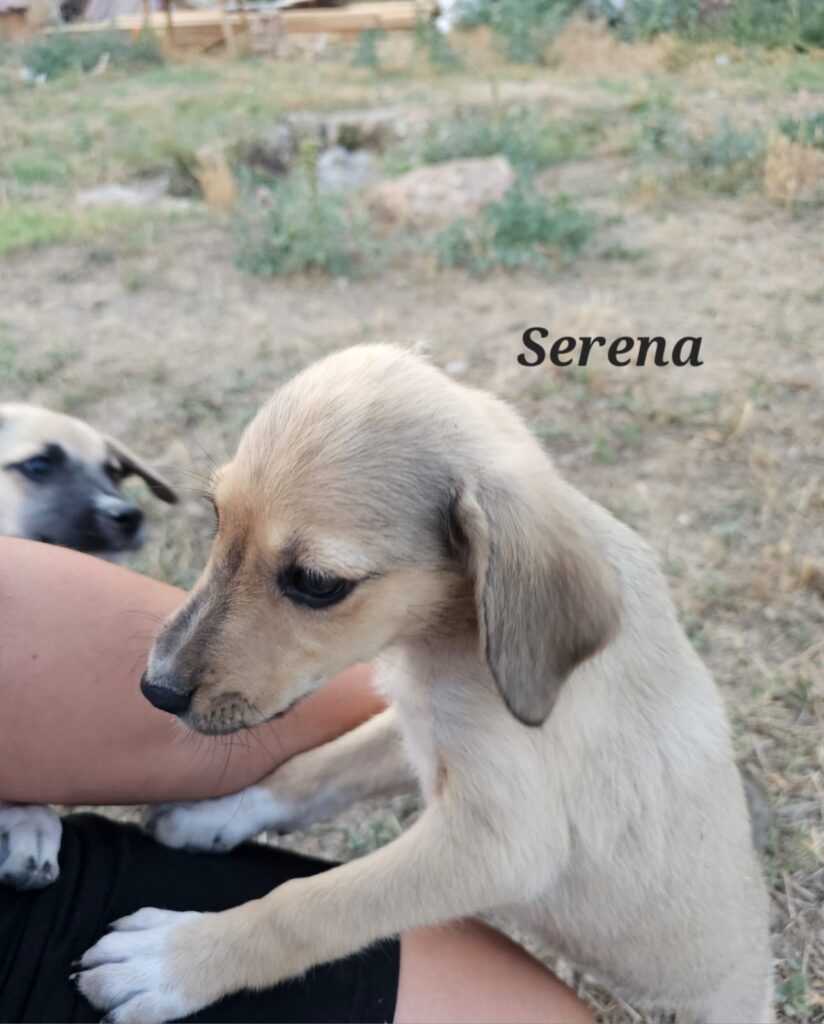 Welpe Serena
