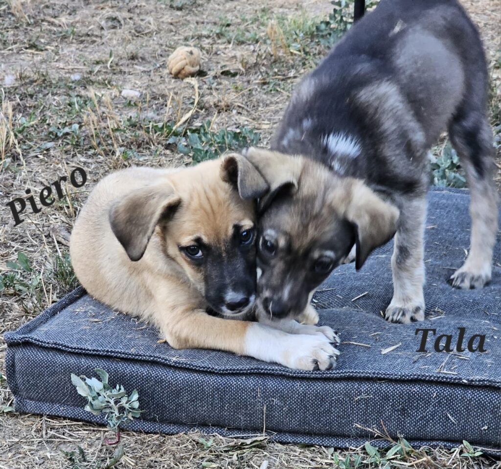 Piero und Tala toben