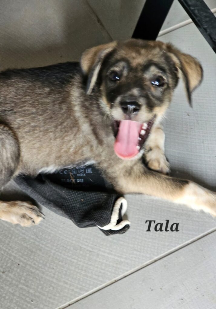 Junge Hündin Tala möchte adoptiert werden