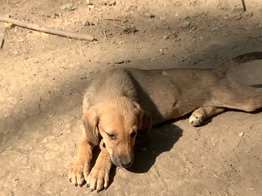 Adoptiere May