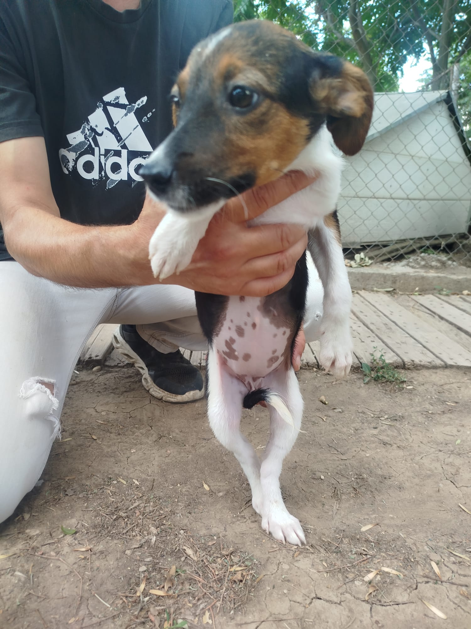 Die junge Hündin Daiquiri