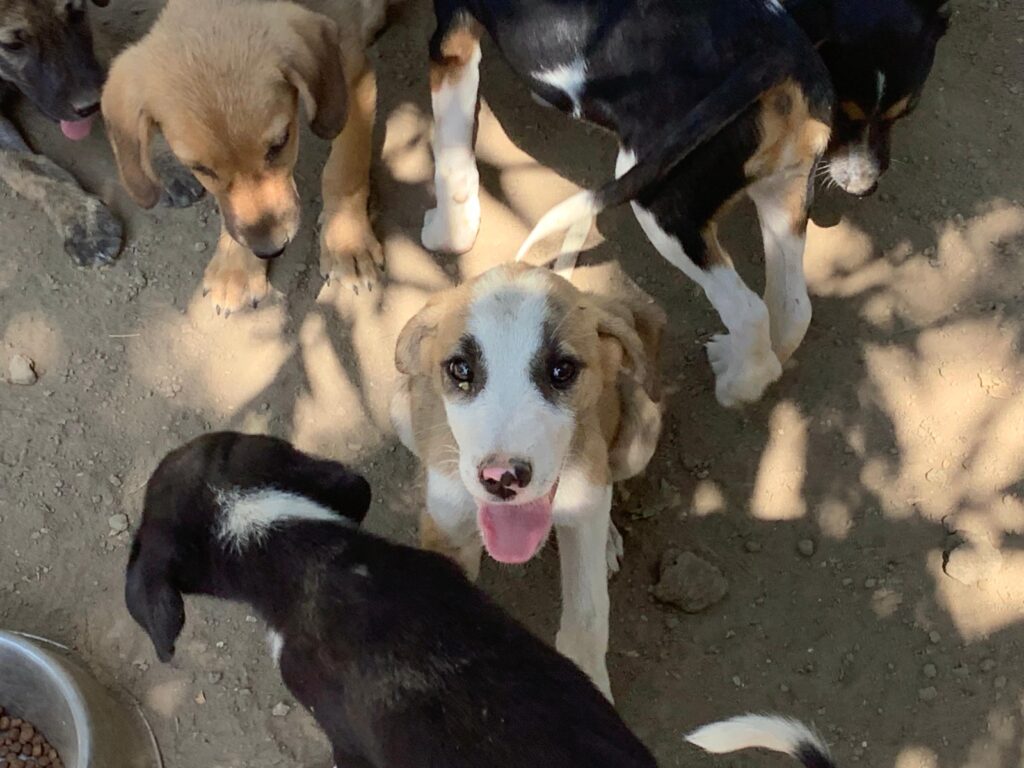 Summer: Jetzt Hund adoptieren