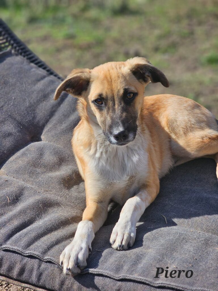Welpen adoptieren