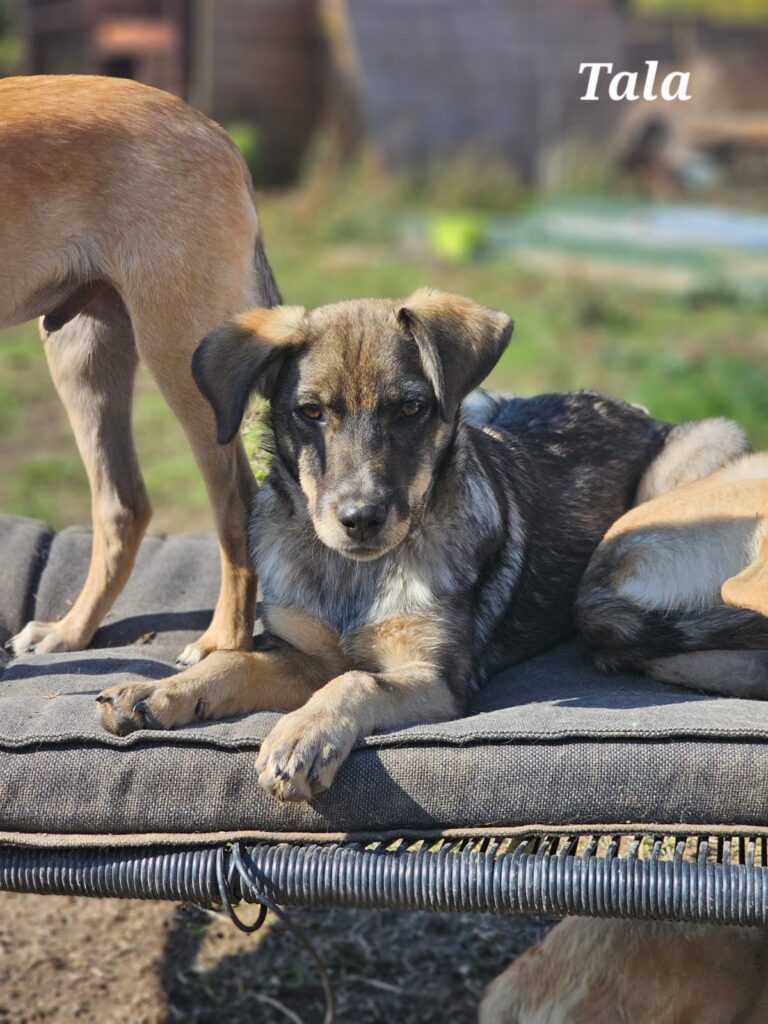 Hündin Tala adoptieren