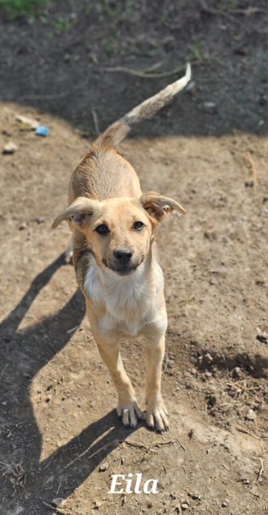 Hündin Eila adoptieren