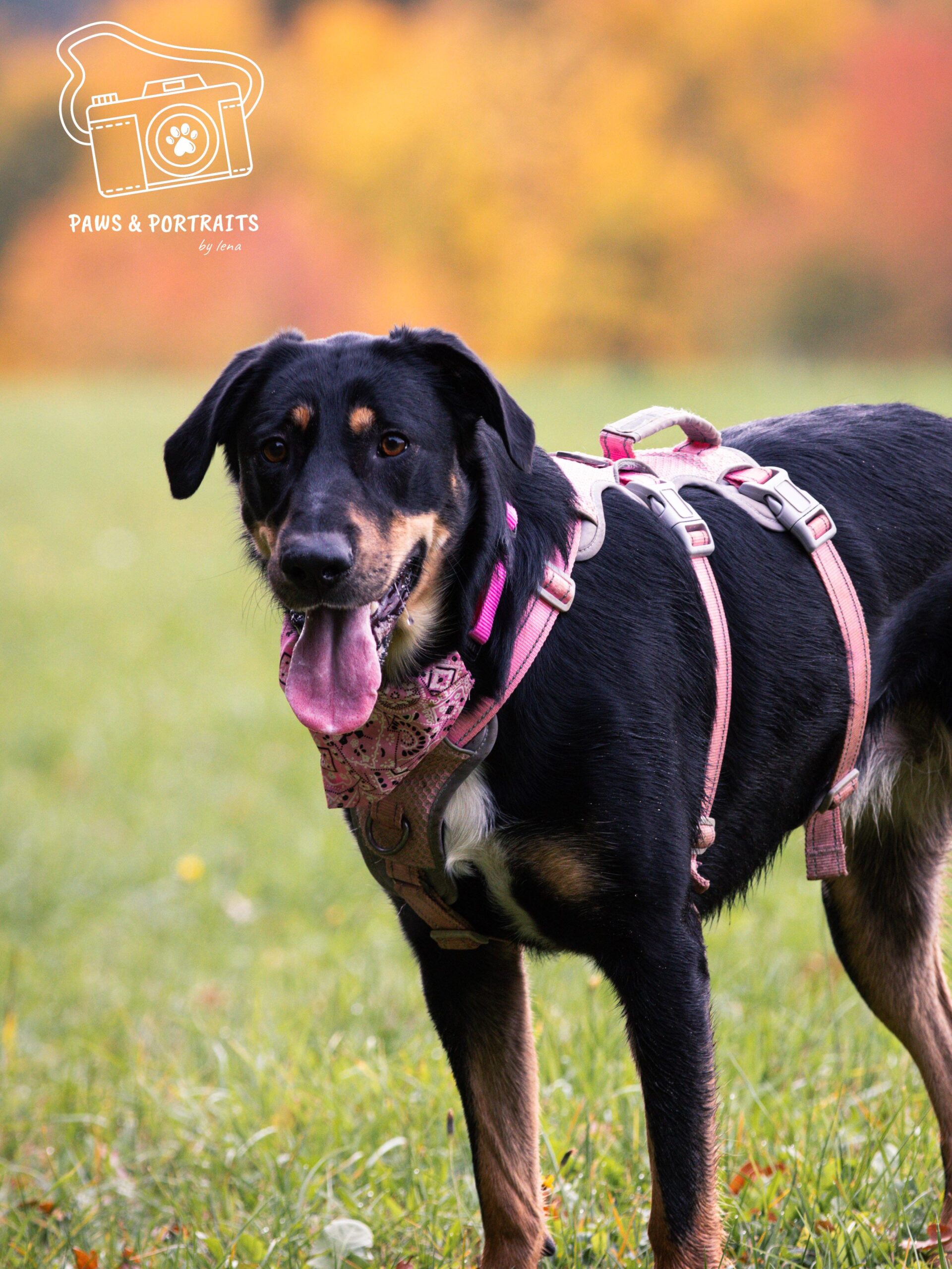 Hündin Hope adoptieren