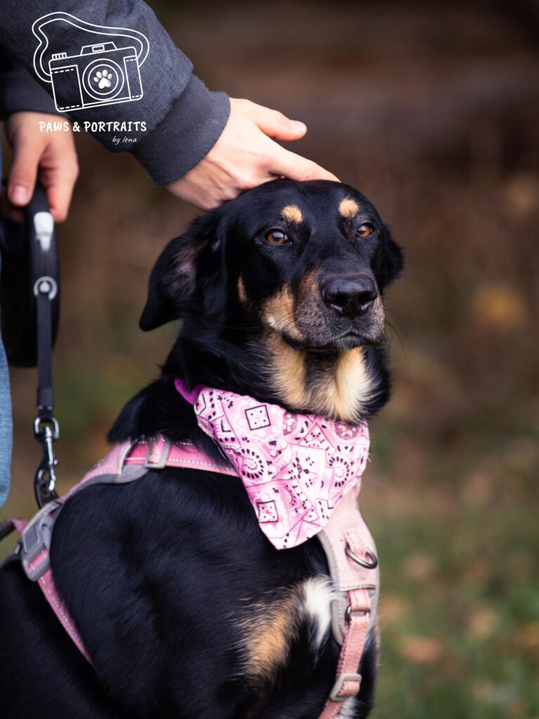 Hündin Hope adoptieren