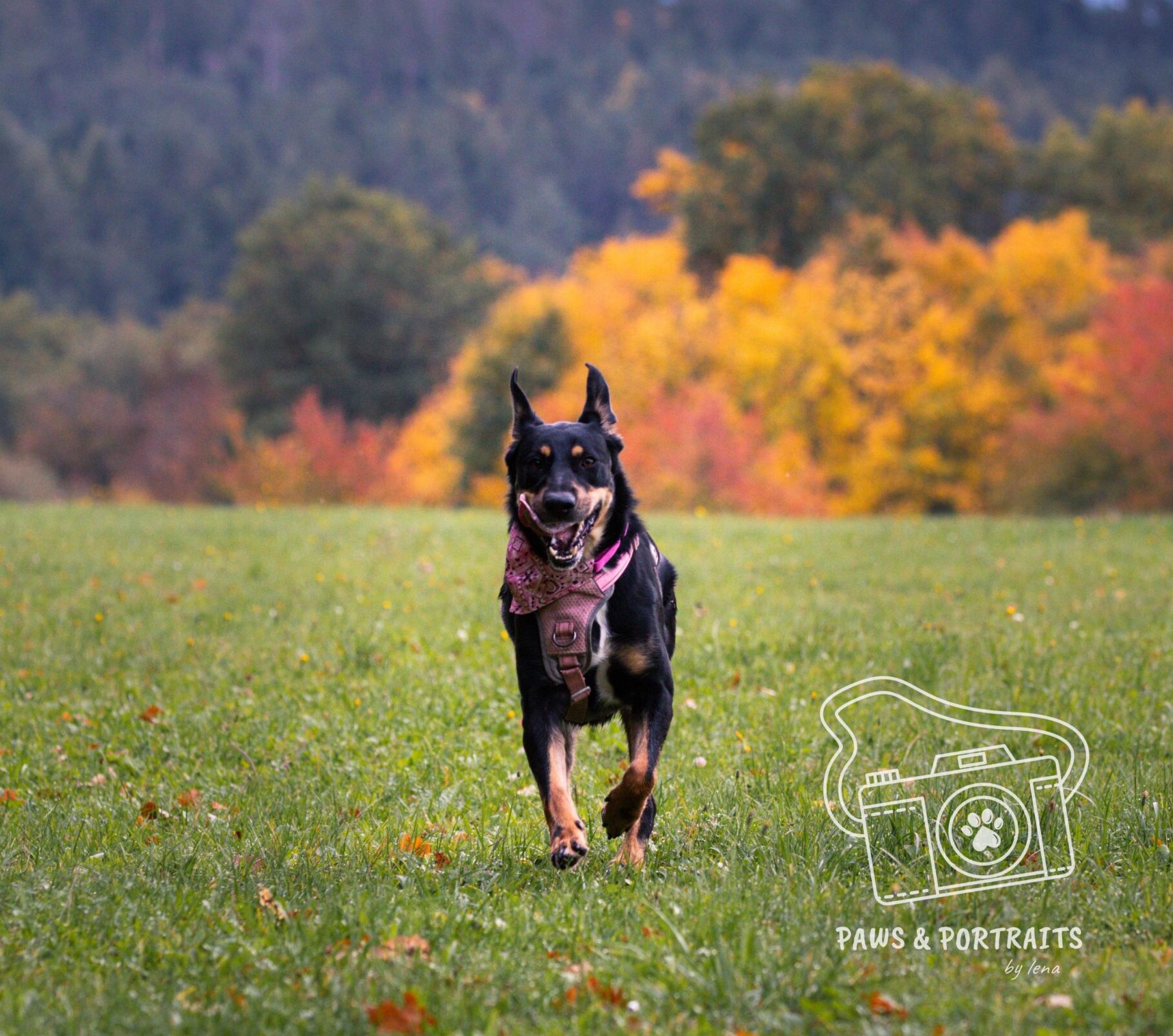 Hündin Hope adoptieren