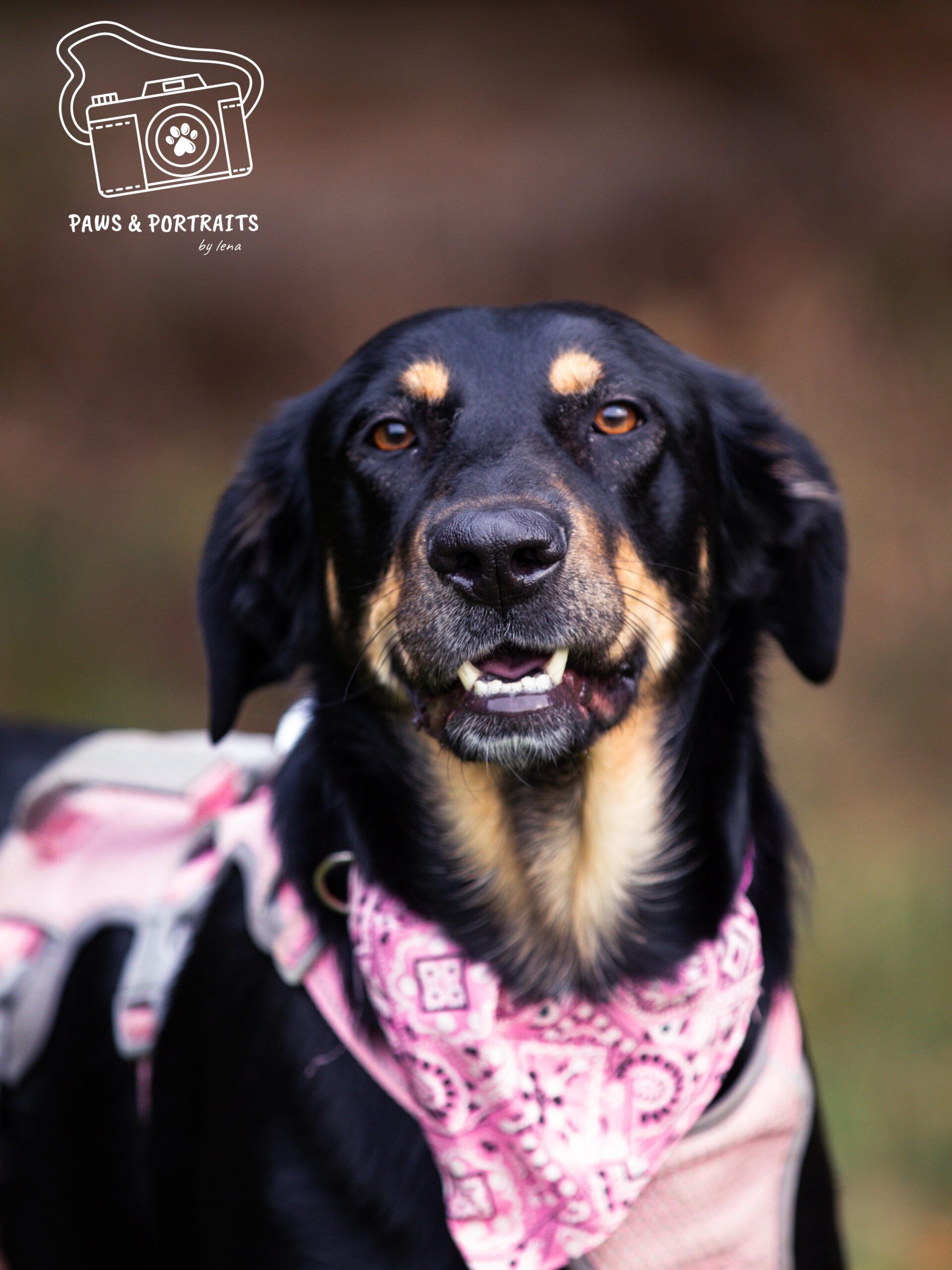 Hündin Hope adoptieren