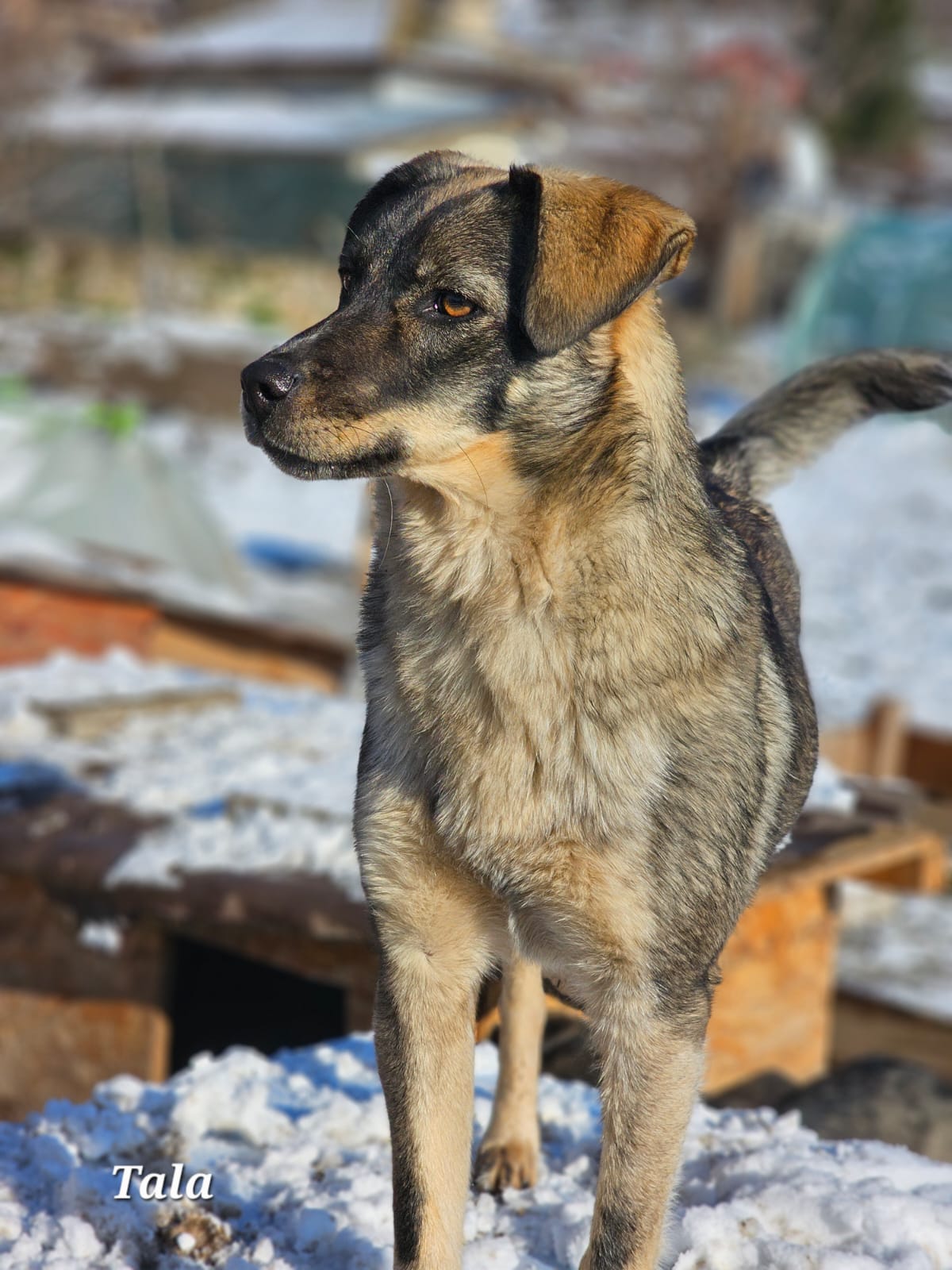 Hündin Tala