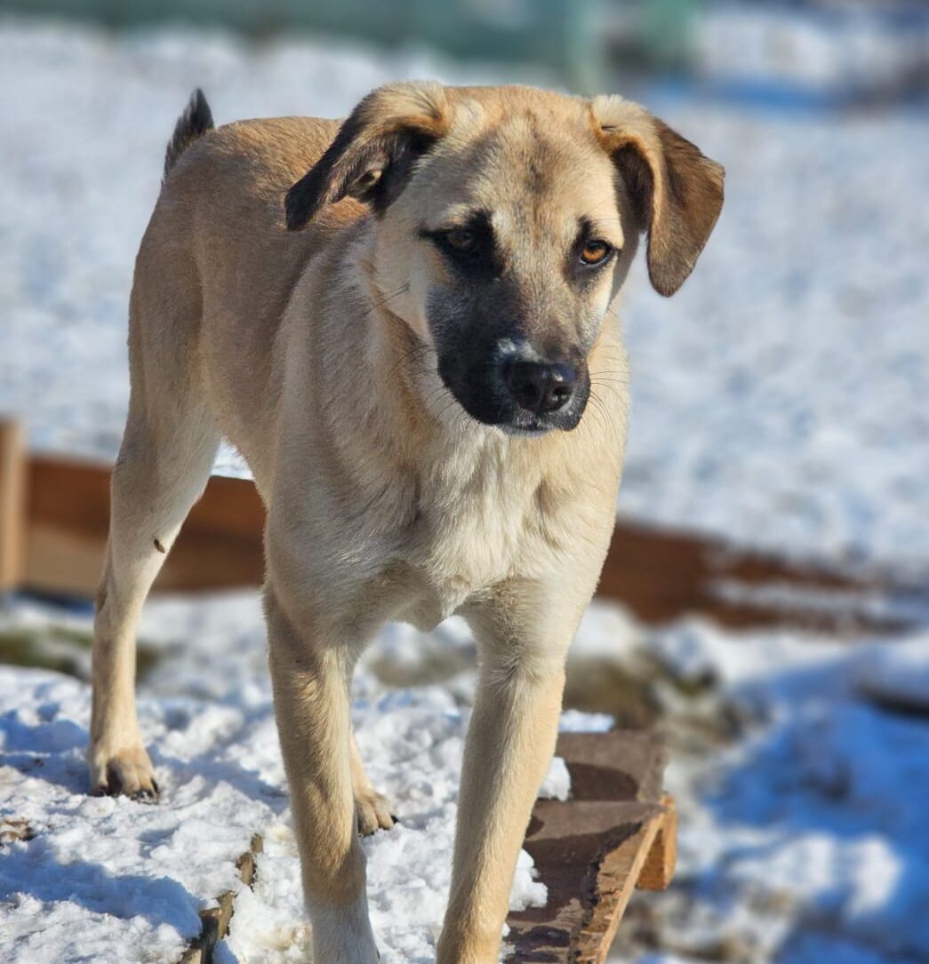 Hündin Lari adoptieren