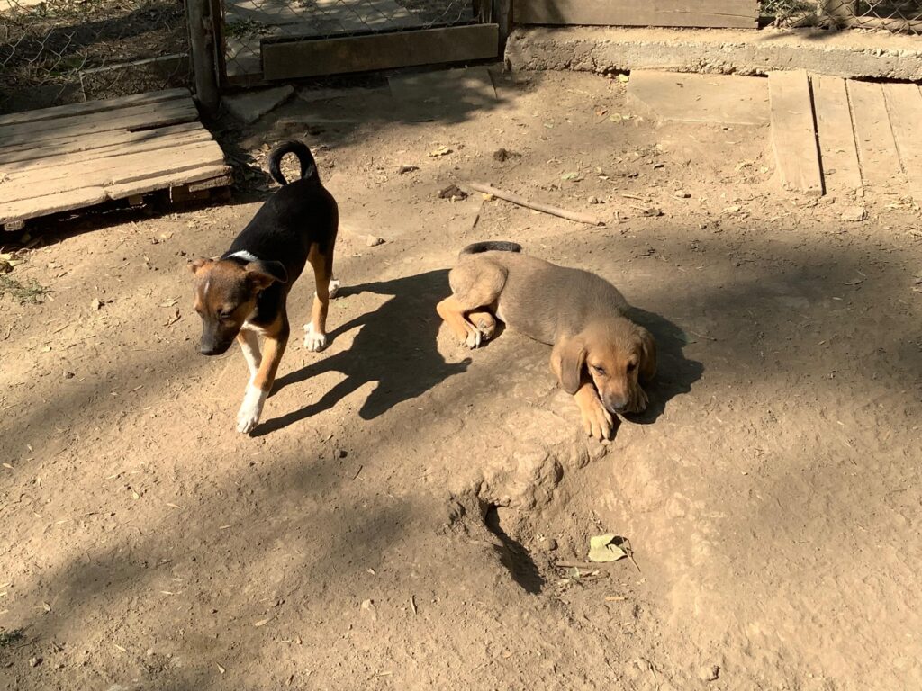Adoptiere May