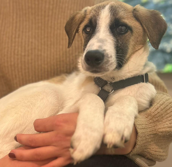 Adoptiere Rüde-Winny