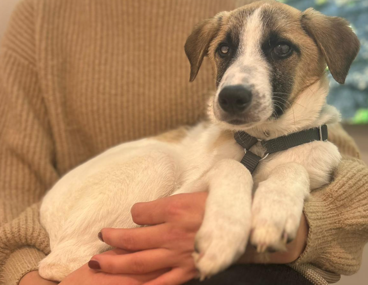 Adoptiere Rüde-Winny